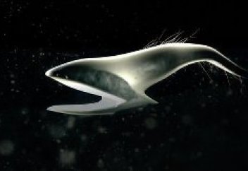 Сирек кездесетін ерекше теңіз тіршілік иесі таспаға тартылып қалды (видео)