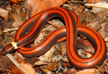 Жыланның жаңа түрі табылды