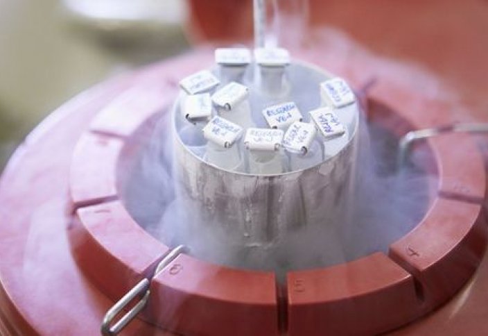 Ғалымдар ер-азаматтарға шәуетін қатырып қоюға кеңес берді