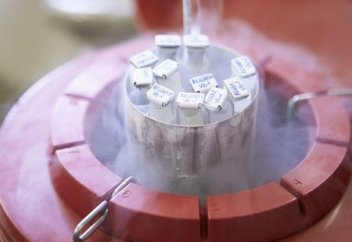 Ғалымдар ер-азаматтарға шәуетін қатырып қоюға кеңес берді