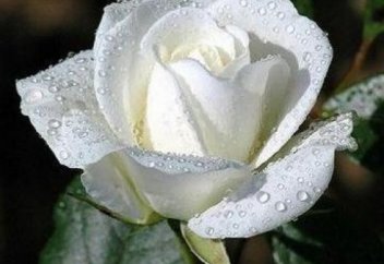 Фатима анамыздың (р.а.) жасауы