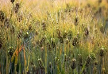 Ет ақуызы бар арпа өсіріледі