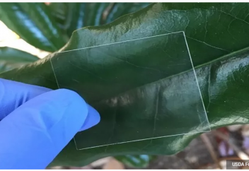 Ағаштан шыны жасалды