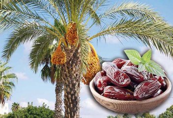 Құрма өндіруден көш бастаған Иранды нарықтан Саудия мен БАӘ ығыстырмақ