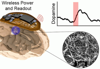 Ми нейрондарын белсендіретін немесе тежейтін сымсыз құрылғы (имплант) жасалды