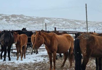 В Казахстане запатентовали адайскую лошадь в виде национального бренда