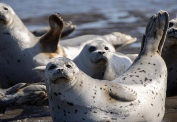 Каспий теңізінде итбалық үйірімен таспаға тартылып қалды (видео)