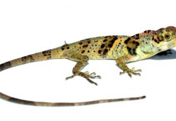 Кесірткенің жаңа түрі табылды