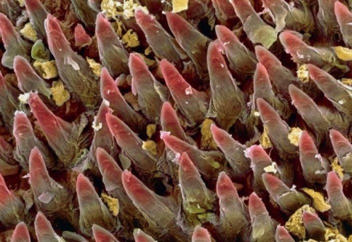 18 фото человеческих органов под микроскопом (фото)