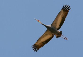 Журавлиный ликбез: все, что нужно знать о журавлях (инфографика, видео, фото)