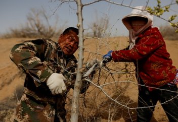 Бір ғана Бейжің қаласы өзі бөлетін көмірқышқыл газының бетін қайтару үшін жылына 15 млн ағаш отырғызуы керек