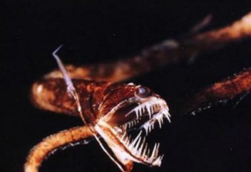 Ақылынан алжасқан жылан. Қара теңізде улы жылан пайда болды (видео)