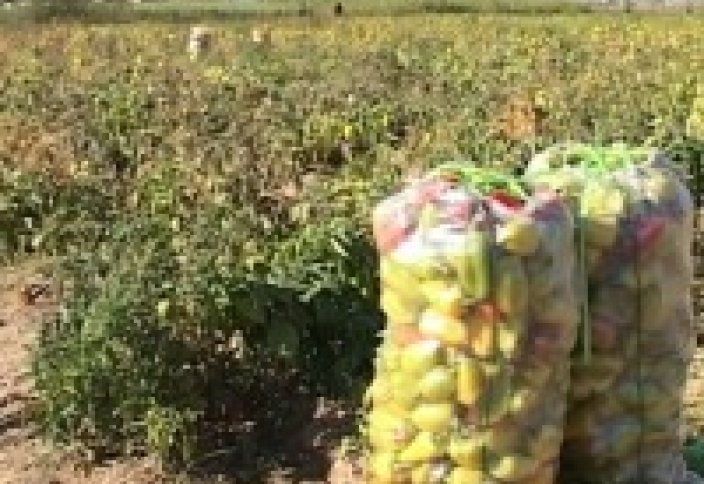 Елімізде нәпақасын бау-бақшадан тауып отырған шаруалар саны көбеюде (видео)