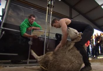 Жануарлар әлемі: Ирландық қой қырқудан әлемдік рекордты жаңартты (ВИДЕО)