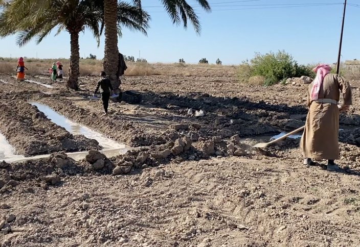 Фермеры в Ираке уходят в пустыню из-за повышения солёности почвы