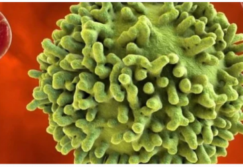 В организме человека нашли новый орган