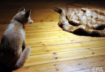 Жануарлардың ұлпа жүнді терісін сатуға да, сатып алуға да тыйым салынады