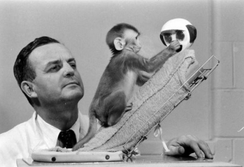 Латын Америка елі жануарларды ғылыми мақсатта пайдалануға қарсы заң жобасын қабылдауы мүмкін