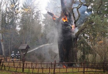 750 жыл өмір сүрген емен ағаш өртеніп кетті