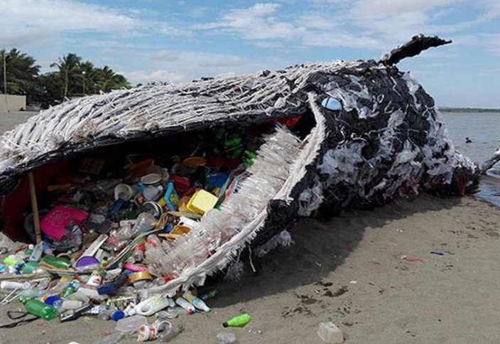 Более 40 кг полиэтиленовых пакетов обнаружены в желудке мертвого кита