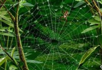 Өрмекшiнiң жібі