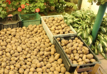 Убираем картошку на хранение