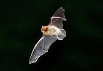 Экологиялық қауіпсіз жобалардан да жануарлар қырылып жатыр