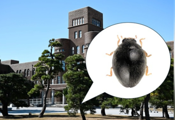 В Японии обнаружен новый вид божьей коровки