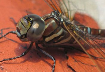 Самки стрекоз притворяются мёртвыми, чтобы избавиться от женихов