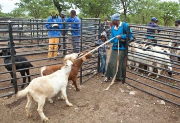 Улучшение поголовья зимбабвийских коз Матебеле и Машона с помощью стандартов породы