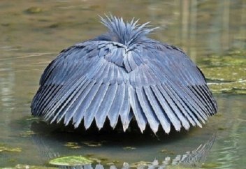 Суды ораза тұтқан адамдарға көрсетпей ішетін құс елді таңдандырды (видео)