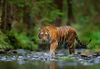 Жануарлардың дене пішімі өзгеріп жатыр...