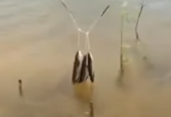 Китайцы придумали самолов для ловли рыбы: из тычек и веревки. Почему рыбам нравится есть дождевых червей