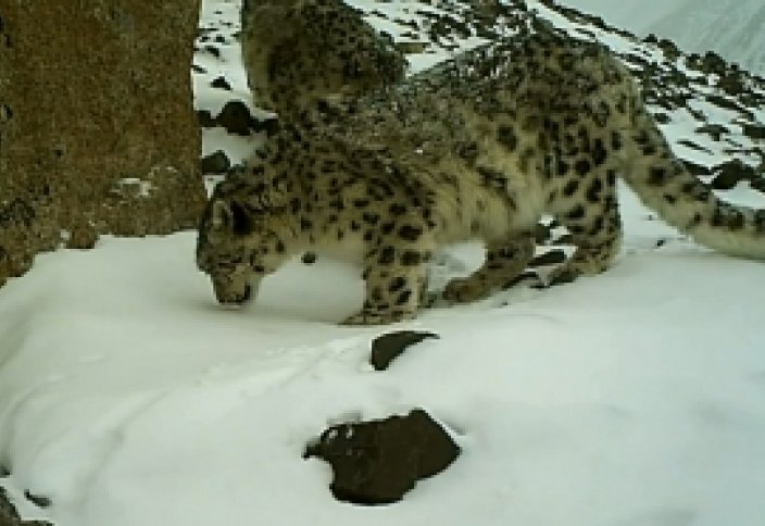 БҰҰ даму бағдарламасы арқылы еліміздегі қар барысын сақтап қалу қолға алынды