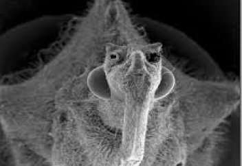 Вируста сана бар ма? (жалғасы)