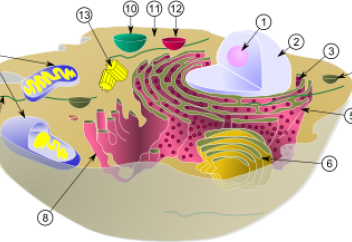 Жасуша жойылса да органелла тіршілігін жалғастыра береді