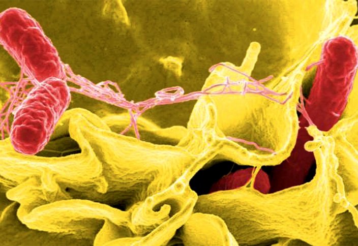 Эпителия бактерияны жоятын «көбік» ақуызды істеп шығарады