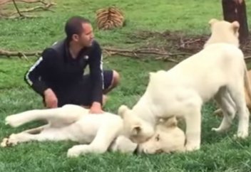 Жануарлар әлемі: Жолбарыс зообақ қызметкерін қабыланнан құтқарды (видео)