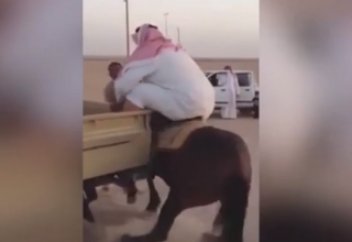 Жануарлар әлемі: Адамды көтере алмайтын да ат болады екен (ВИДЕО)