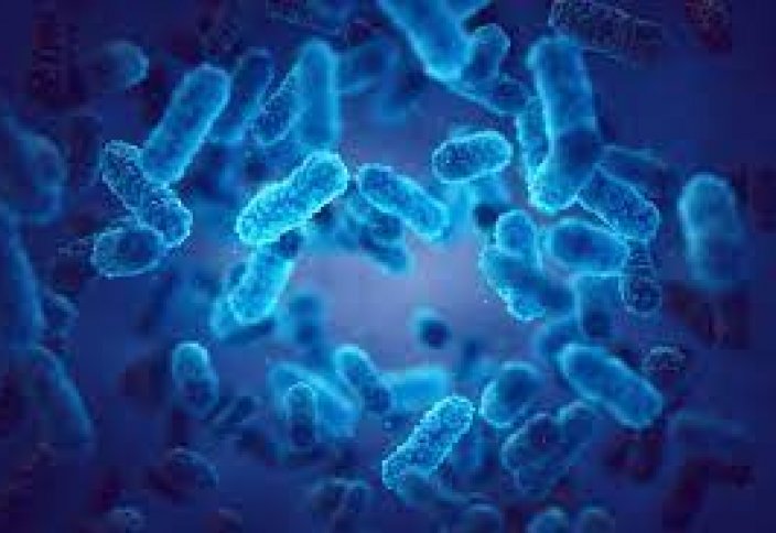 Биологи обнаружили микробов, замедляющих глобальное потепление