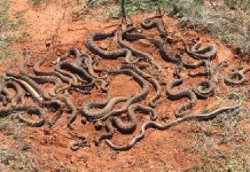 Жануарлар әлемі: Техас аңшылары лашық астынан 26 ысылдағыш улы жылан тапты (ФОТО)