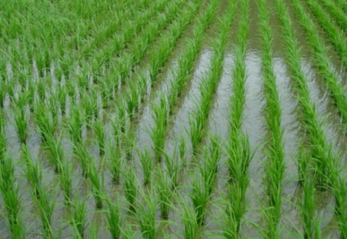 Новый сорт риса «Айсара» вывели кызылординские селекционеры. В Кызылорде будут выращивать рис по японской технологии