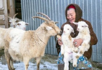 Қостанайда сексеннен асқан зейнеткер ешкі бағып мол пайда көріп отыр (фото)