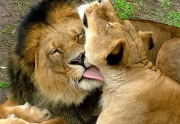 Атың өшкір атавизм