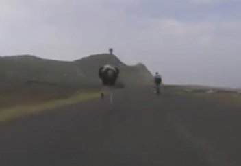 Жануарлар әлемі: Түйеқұс Африкада веложарыстың қатысушысына айналды (ВИДЕО)