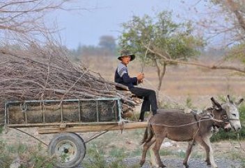 Как живут 19 миллионов жителей Казахстана - 1 миллион нищих, недоступные образование и медицина