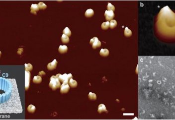 Иммундық жүйенің бактерияны қалай жоятыны таспаға тартып алынды (видео)