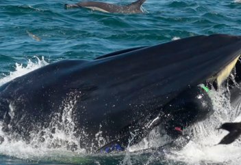 Жүніс пайғамбар басындағы жағдай қайталанды: Кит жұтып қойған адам тірі қалды (видео)