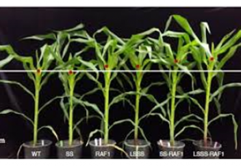 Ғалымдар 2050-ші жылдары 9 млрд адамзатты асыраудың жолын тапты