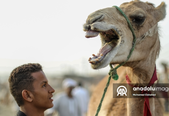 Крупнейший верблюжий рынок Египта процветает накануне праздника жертвоприношения